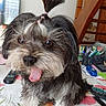 dog, small_dog, fluffy, long_hair, gray_fur, white_fur, black_fur, tongue_out, sitting, pet, companion_animal, groomed, topknot, pink_hair_ties, indoors, table, tablecloth, floral_pattern, household_items, portrait
