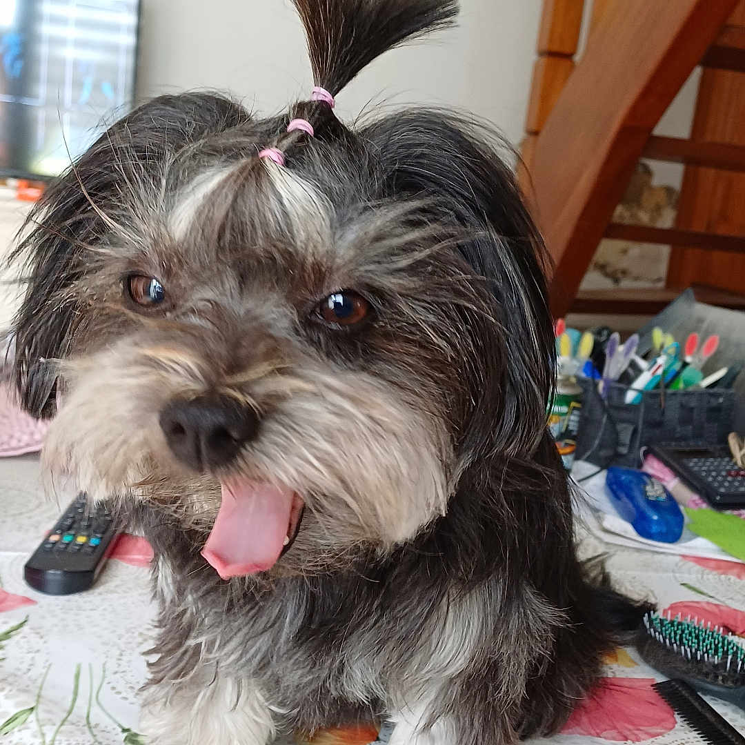 Tessy