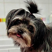 Tessy a rejoint le concours — aidez-le/la à gagner de superbes lots ! dog, small_dog, shaggy_dog, long_hair, black_and_brown, topknot, pink_hair_tie, tongue, open_mouth, large_eyes, pet, animal, portrait, close_up, indoor, white_background, grooming, furry, cute, looking_at_camera