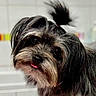 dog, small_dog, shaggy_dog, long_hair, black_and_brown, topknot, pink_hair_tie, tongue, open_mouth, large_eyes, pet, animal, portrait, close_up, indoor, white_background, grooming, furry, cute, looking_at_camera
