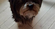 Tessy participe au concours pour gagner de l'argent avec cette photo : dog, small_dog, shaggy_dog, long_hair, brown_fur, gray_fur, black_fur, facial_hair, standing, indoors, tile_floor, wooden_furniture, chair, home, pet, animal, portrait, looking_at_camera, foreground, casual_photo