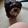 dog, small_dog, shaggy_dog, long_hair, brown_fur, gray_fur, black_fur, facial_hair, standing, indoors, tile_floor, wooden_furniture, chair, home, pet, animal, portrait, looking_at_camera, foreground, casual_photo