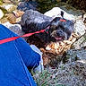 dog, shaggy_dog, small_dog, black_dog, outdoor, nature, stream, rocks, water, hiking, leash, red_leash, tongue_out, happy, standing, long_hair, rocky_terrain, grass, fallen_leaves, person_leg