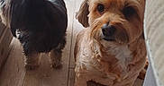 Naya participe au concours pour gagner de l'argent avec cette photo : dog, dogs, small_dogs, pet, canine, fluffy, shaggy, tan_dog, black_dog, long_hair, sitting, standing, looking_at_camera, indoor, home, wood_floor, chair, doorway, furniture, portrait