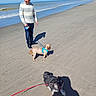 Naya participe au concours pour gagner de l'argent avec cette photo : beach, sand, ocean, shoreline, waves, dog, dogs, small_dog, leash, harness, pet, walking, outdoor, sunny, shadow, person, sweater, blue_sky, coastal, vacation