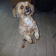 Naya a rejoint le concours — aidez-le/la à gagner de superbes lots ! dog, pet, small_dog, shaggy_fur, tan_fur, white_fur, sitting, upright_pose, looking_at_camera, indoor, tiled_floor, wicker_chair, furniture, home, portrait, animal, long_ears, black_nose, flash_photography, cute