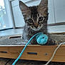 kitten, cat, toy, crocheted_mouse, scratcher, wooden, indoor, floor, carpet, furniture, window, natural_light, playful, curious, animal, pet, closeup, cute, young, fur