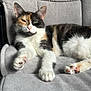 Era a rejoint le concours — aidez-le/la à gagner de superbes lots ! animal, calico, cat, chair, closeup, cozy, cute, feline, fur, gray, indoor, lounging, paw, pet, relaxed, resting, soft, stretching, texture, whiskers