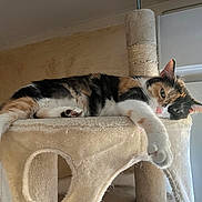 Era participe au concours pour gagner de l'argent avec cette photo : animal, beige, calico_cat, cat, cat_tree, curious, ears, feline, fur, household, indoor, natural_light, paw, pet, relaxed, resting, sleepy, stretching, whiskers, window