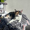cat, calico_cat, blanket, star_pattern, gray_blanket, sunlight, indoor, coffee_maker, kitchen_appliance, box, tea_box, relaxing, resting, feline, pet, fur, paw, table, wall, shadow