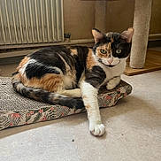 Era a rejoint le concours — aidez-le/la à gagner de superbes lots ! animal, calico, cat, cat_tree, cute, feline, floor, fur, green_eyes, home, indoor, mammal, paw, pet, radiator, relaxing, resting, scratch_pad, striped, white_paw