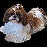 adorable, animal, black_background, bow, brown_and_white, cute, dog, eyes, face, fluffy, fur, grooming, long_hair, lying_down, nose, pet, portrait, shih_tzu, small_dog, studio_photo
