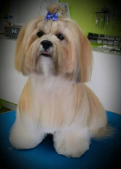 Buddy is registered to the contest to win money with this photo: canidae, carnivore, companion_dog, dog, dog_breed, dog_supply, fawn, flooring, fur, hair, kitchen_appliance, maltepoo, paw, shih_tzu, small_terrier, snout, sporting_group, terrier, toy_dog, working_animal