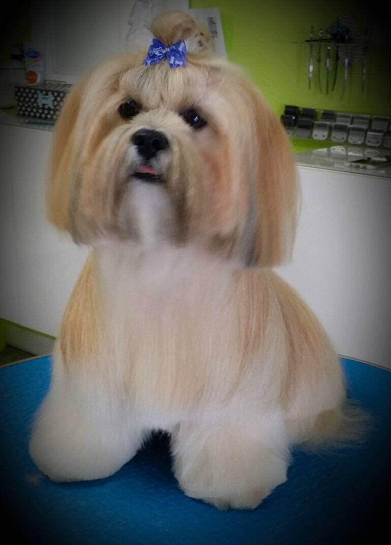 Buddy is registered to the contest to win money with this photo: canidae, carnivore, chair, companion_dog, dog, dog_breed, dog_supply, fawn, flooring, fur, hair, maltepoo, paw, personal_protective_equipment, shih_tzu, small_terrier, snout, sporting_group, toy_dog, working_animal