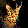 Pepper joined the competition — help win amazing prizes! animal, background, blue, cat, close_up, collar, crucifix, face, fan, fur, golden_eyes, green_bell, indoor, paw, pet, portrait, quilt, relaxed, tabby_cat, whiskers