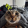 Pepper joined the competition — help win amazing prizes! animal, bed, bell, blanket, cat, close_up, collar, cozy, curiosity, curious, ears, face, feline, fur, home, indoor, pet, tabby_cat, whiskers, wide_eyes