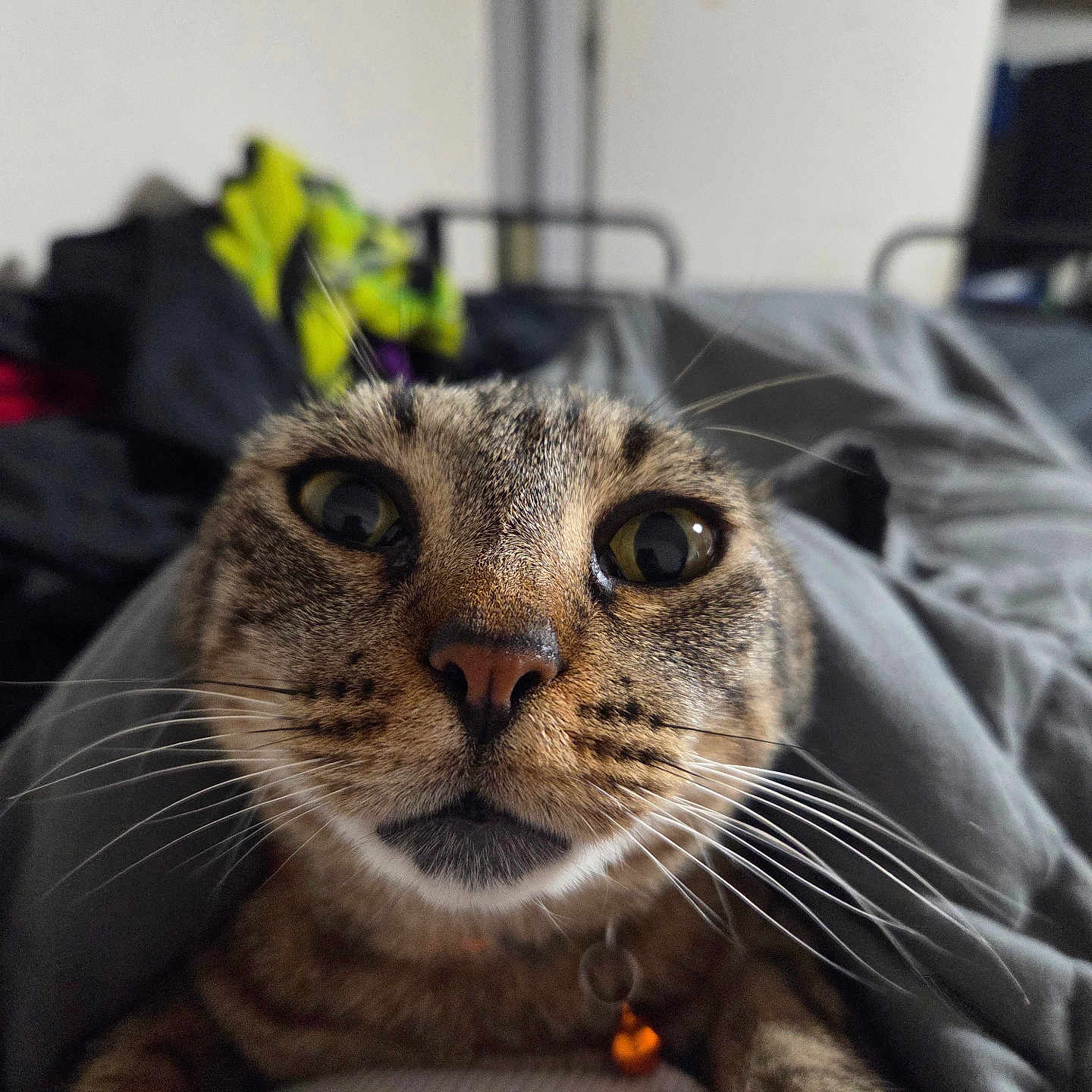 Pepper