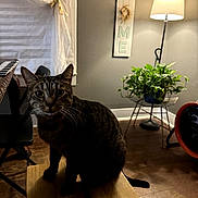 Pepper joined the competition — help win amazing prizes! alert, animal, bench, cat, cozy, curtain, decor, domestic, furniture, home, indoor, lamp, night, pet, plant, sign, tabby, whiskers, window, wooden_floor