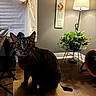 alert, animal, bench, cat, cozy, curtain, decor, domestic, furniture, home, indoor, lamp, night, pet, plant, sign, tabby, whiskers, window, wooden_floor