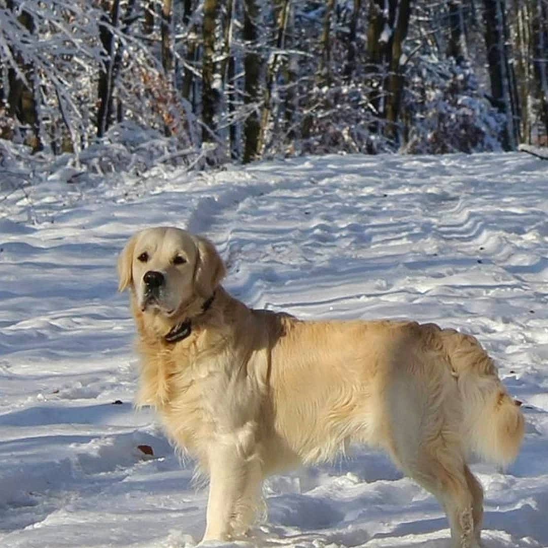 Olaf participe au concours pour gagner de l'argent avec cette photo : biting, carnivore, companion_dog, dog, dog_breed, fawn, freezing, fur, golden_retriever, gun_dog, mammal, retriever, snow, sporting_group, tail, temperature, terrestrial_animal, vertebrate, winter, working_dog