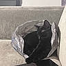 black_cat, cat, plastic_bag, couch, tablet, indoor, pet, sleeping, cozy, relaxed, feline, home, furniture, reflection, animal, domestic_animal, resting, soft_surface, curled_up, quiet