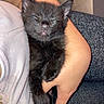 black_kitten, sleeping, cat, pet, animal, cute, fur, whiskers, human_hand, holding, cozy, nap, resting, indoor, comfort, soft_texture, close_up, adorable, tiny, warm