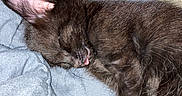 Peaches joined the competition — help win amazing prizes! animal, black_cat, blanket, closeup, comfort, cozy, cute, feline, fur, indoors, kitten, nap, pet, relaxation, resting, sleeping, soft, tongue_out, whiskers, young