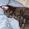 kitten, black_cat, sleeping, tongue_out, blanket, cozy, fur, animal, pet, cute, resting, indoors, soft, closeup, comfort, whiskers, young, feline, nap, relaxation