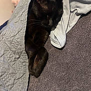 Peaches joined the competition — help win amazing prizes! animal, black_cat, blanket, cat, closeup, comfort, cozy, cute, fabric, fur, home, indoor, nap, peaceful, pet, quilt, relaxing, resting, sleeping, soft
