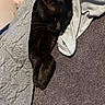 animal, black_cat, blanket, cat, closeup, comfort, cozy, cute, fabric, fur, home, indoor, nap, peaceful, pet, quilt, relaxing, resting, sleeping, soft
