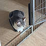 cat, gray_cat, white_cat, pet, indoor, floor, metal_gate, animal, feline, curious, sitting, domestic_cat, quiet, resting, home, quiet_moment, looking_away, paws, fur, animal_portrait