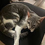 Neige a rejoint le concours — aidez-le/la à gagner de superbes lots ! cat, dog, chair, couch, pet, indoor, sleeping, resting, gray_cat, white_paws, black_fur, furniture, cozy, animal, domestic, relaxation, home, companion, napping, quiet