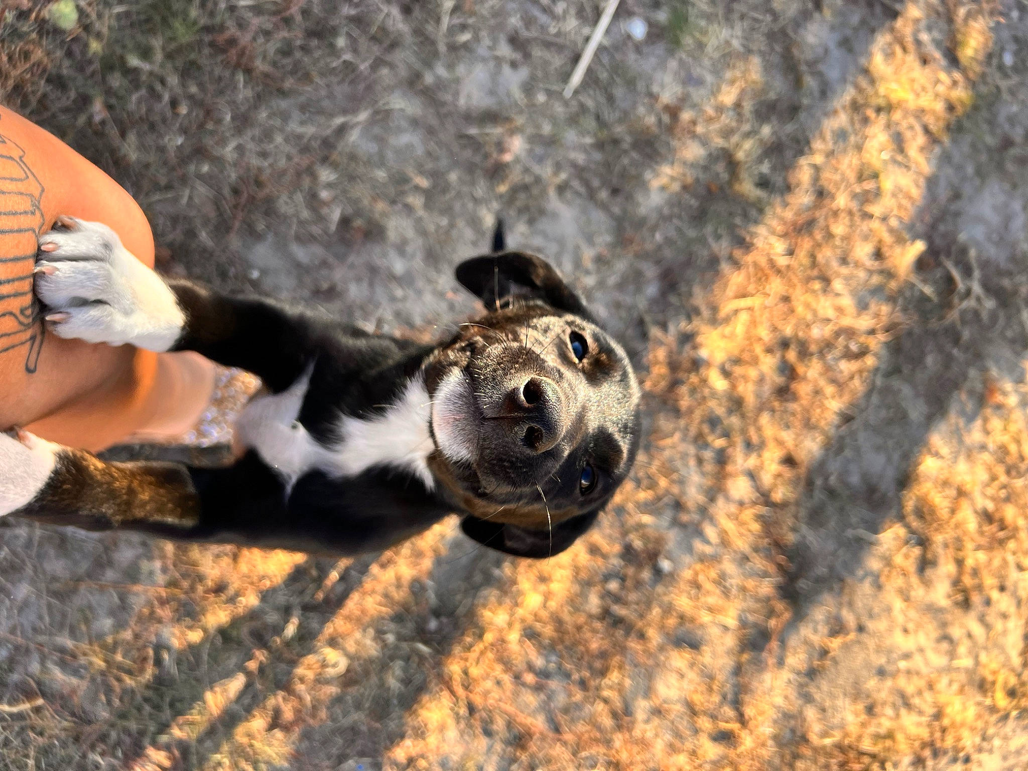 Salem joined the competition — help win amazing prizes! adventure, canidae, carnivore, dog, dog_breed, fawn, foot, grass, human_leg, landscape, leash, recreation, rock, sand, shadow, snout, soil, sporting_group, tail, wood