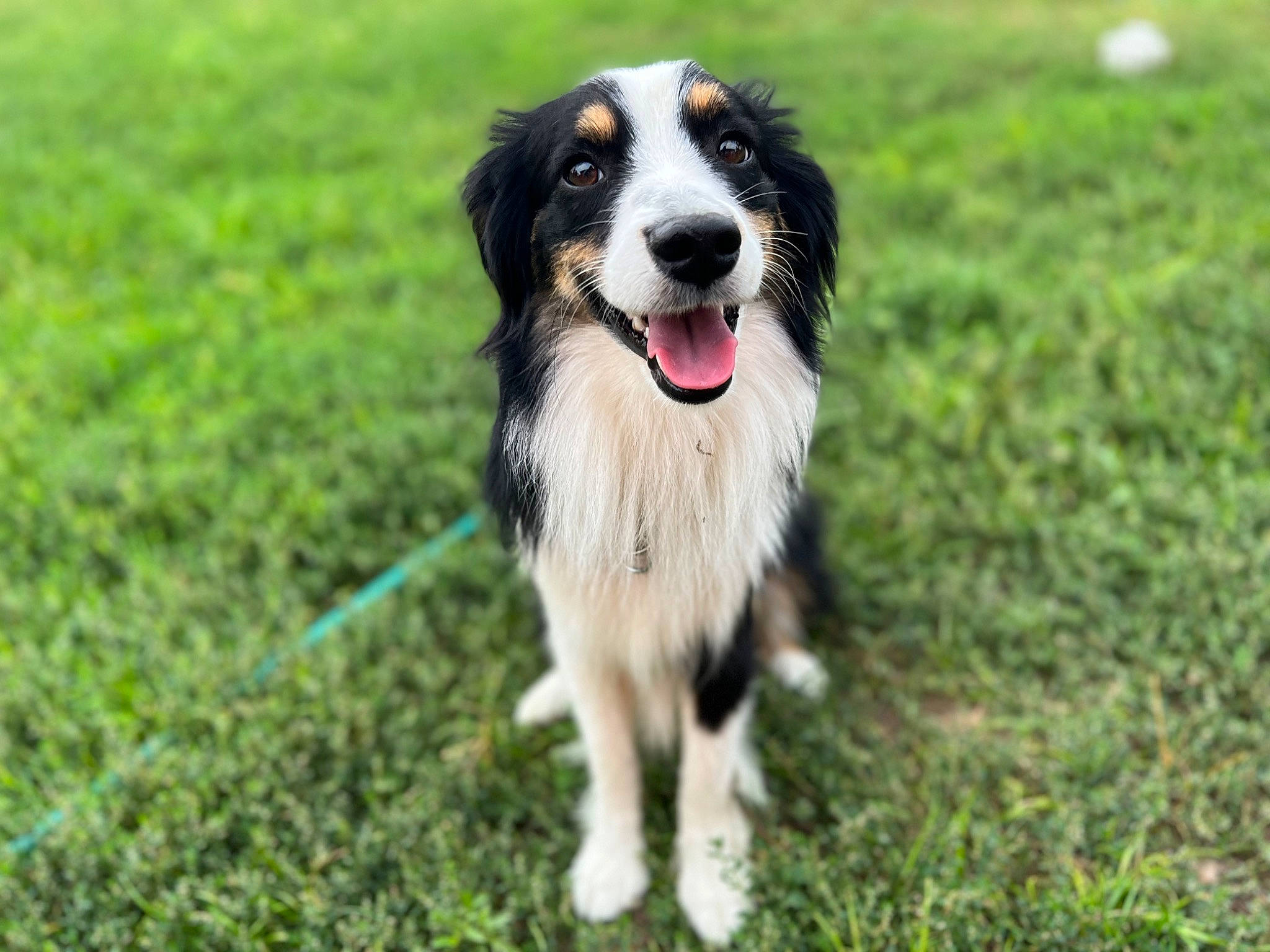 Keanu is registered to the contest to win money with this photo: australian_collie, australian_shepherd, border_collie, carnivore, companion_dog, dog, dog_breed, grass, gun_dog, herding_dog, plant, sporting_group, whiskers, working_dog