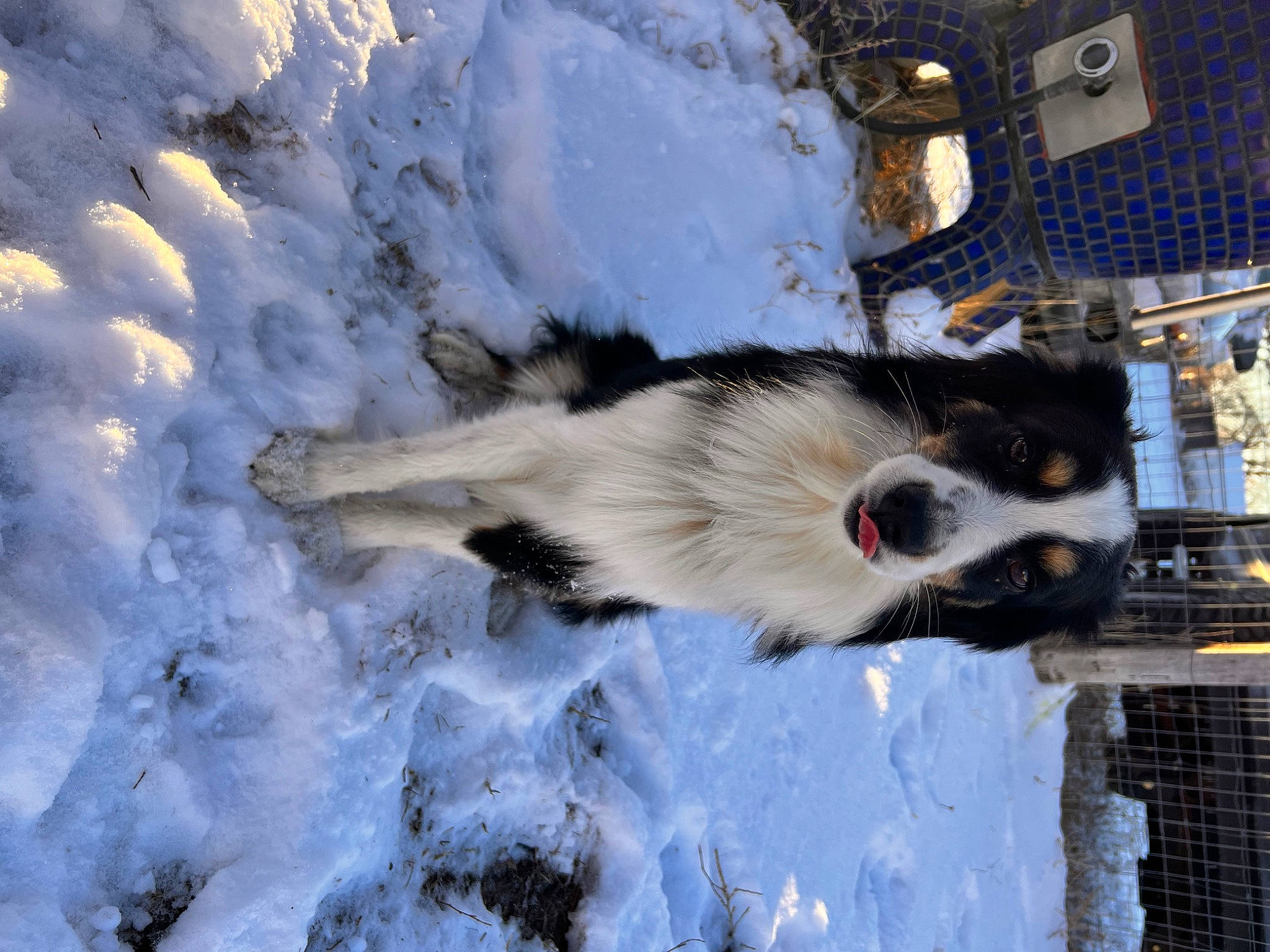 Keanu is registered to the contest to win money with this photo: art, canidae, carnivore, claw, dog, dog_breed, door, freezing, fur, slope, snout, snow, sporting_group, tail, tree, whiskers, window, winter