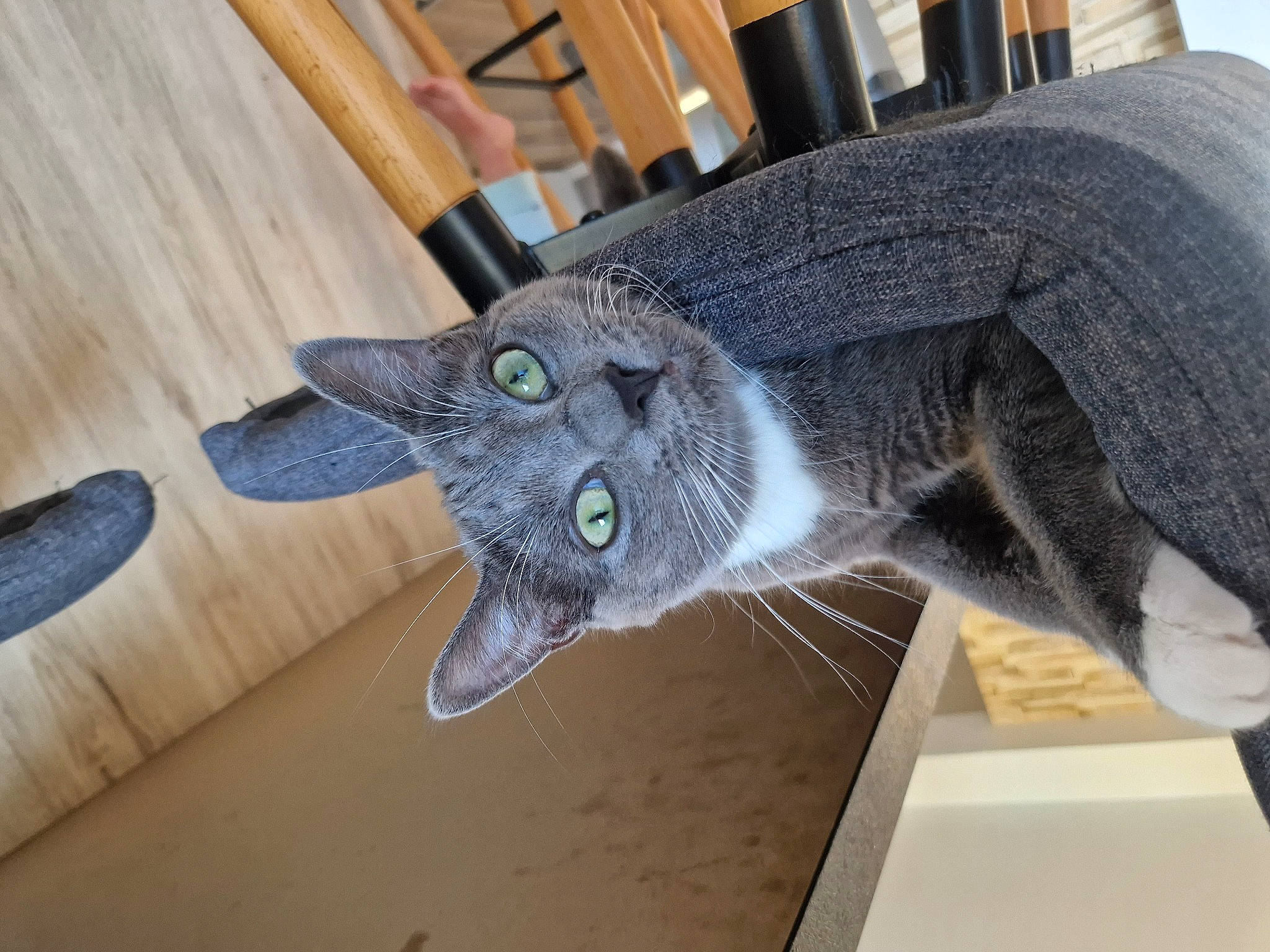 Mignonne participe au concours pour gagner de l'argent avec cette photo : black_cat, carnivore, cat, chair, claw, domestic_short_haired_cat, felidae, flooring, fur, grey, hardwood, plant, russian_blue, small_to_medium_sized_cats, snout, tail, varnish, whiskers, wood, wood_stain