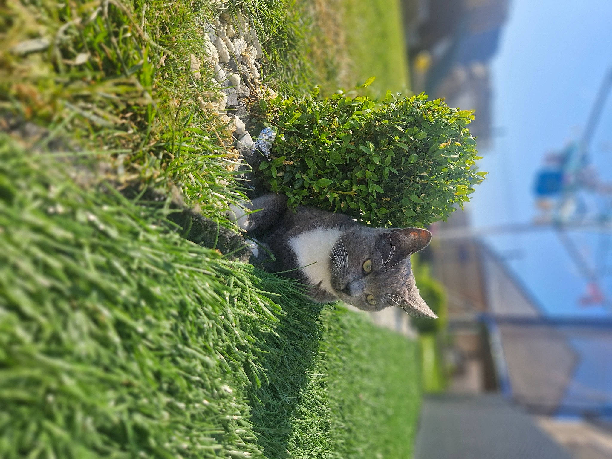 Mignonne a rejoint le concours — aidez-le/la à gagner de superbes lots ! carnivore, cat, dog_breed, domestic_short_haired_cat, evergreen, felidae, grass, grass_family, green, groundcover, landscape, plant, shrub, small_to_medium_sized_cats, snout, sporting_group, tail, tree, trunk, whiskers