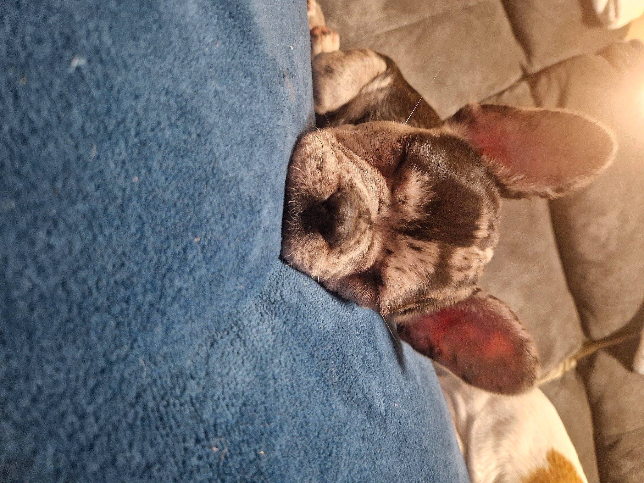 Ohana participe au concours pour gagner de l'argent avec cette photo : bat, canidae, carnivore, claw, comfort, companion_dog, dog, dog_breed, domestic_short_haired_cat, fawn, felidae, fur, human_leg, linens, paw, small_to_medium_sized_cats, snout, toy_dog, whiskers, wood