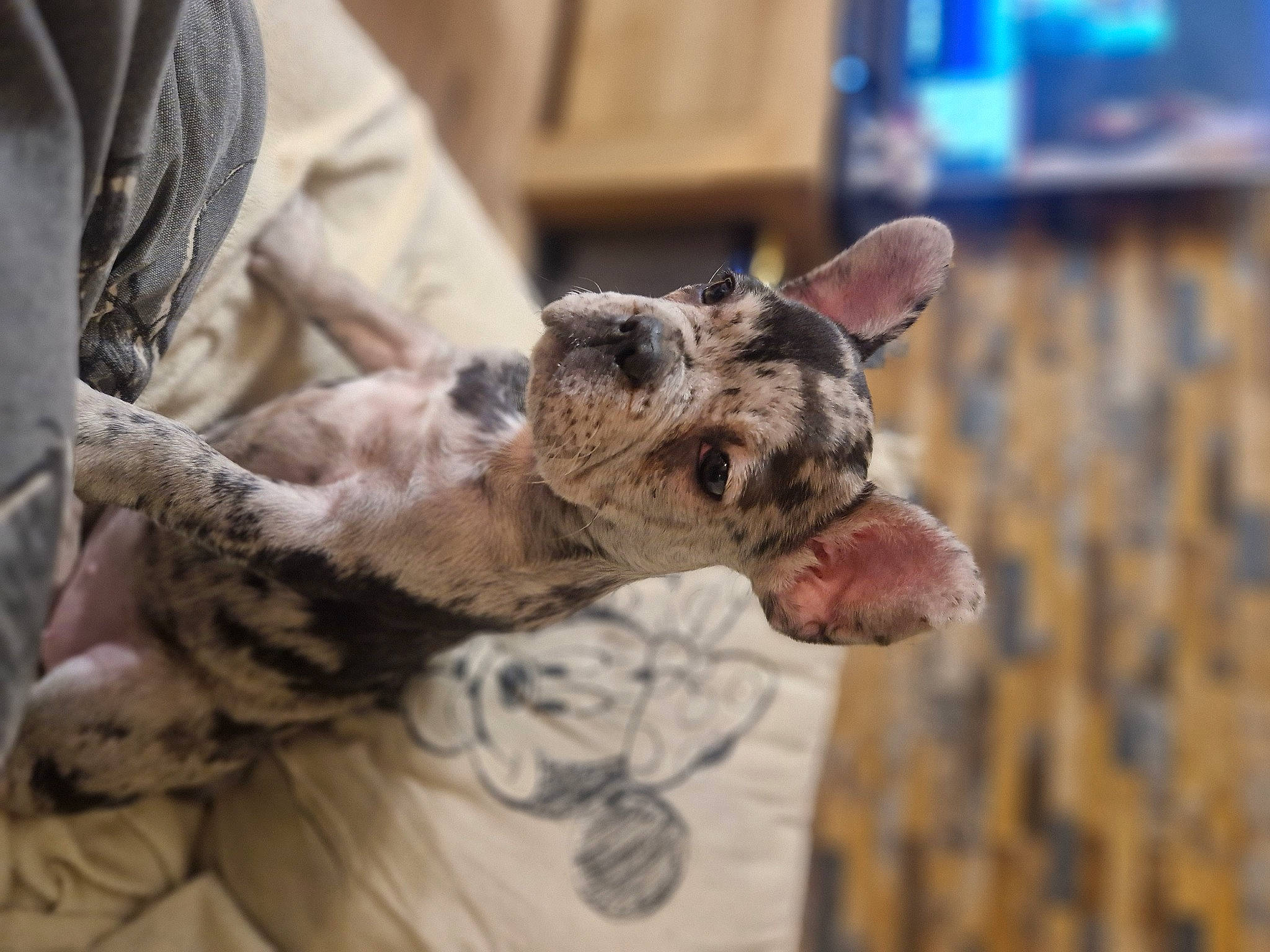 Ohana a rejoint le concours — aidez-le/la à gagner de superbes lots ! army, canidae, carnivore, claw, companion_dog, dog, dog_breed, ear, fawn, felidae, fur, guard_dog, small_to_medium_sized_cats, snout, sporting_group, terrestrial_animal, whiskers, wildlife, working_animal, wrinkle