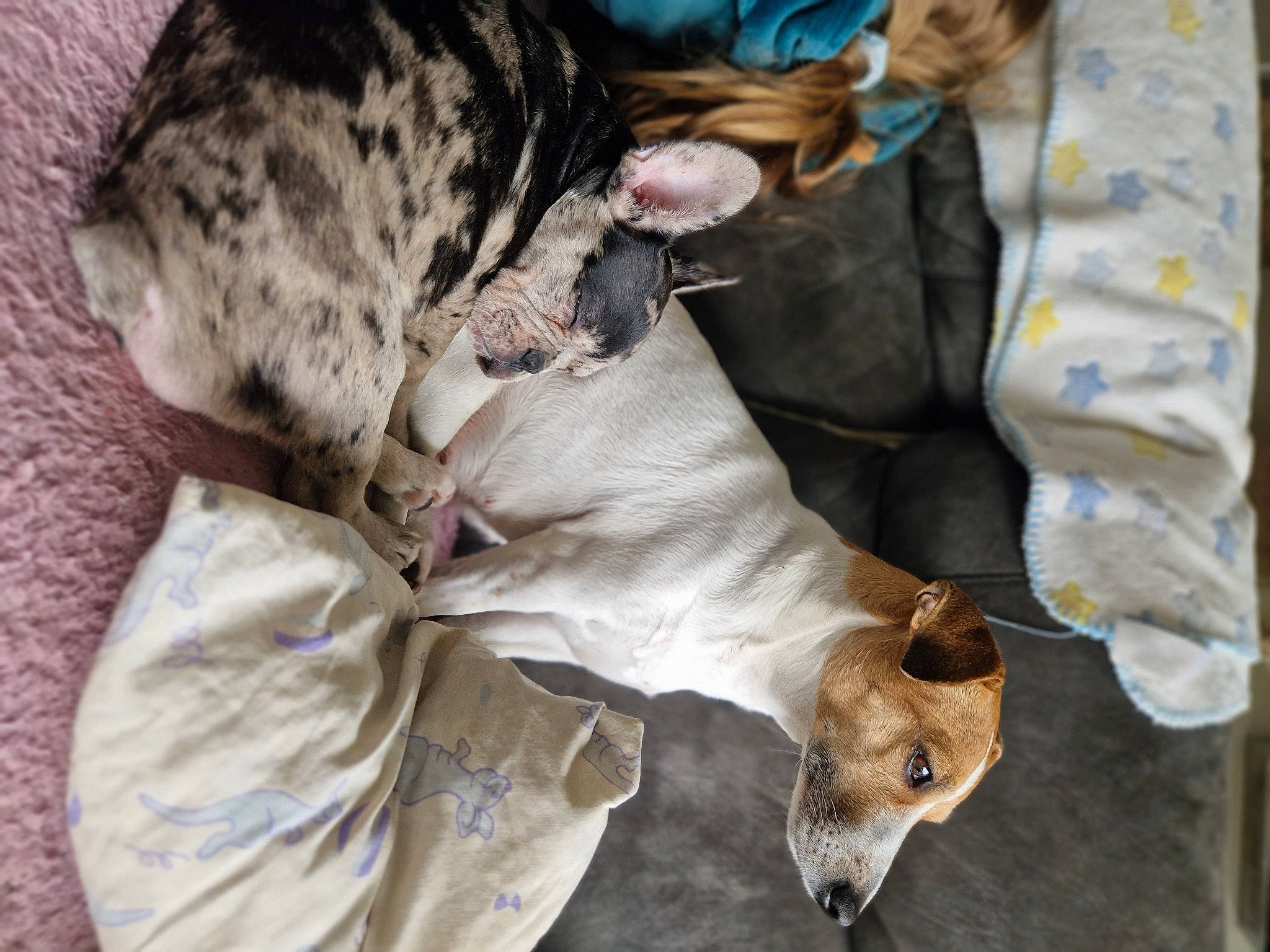 Ohana participe au concours pour gagner de l'argent avec cette photo : canidae, carnivore, collar, comfort, companion_dog, dog, dog_breed, fawn, felidae, fur, mammal, paw, small_to_medium_sized_cats, snout, sporting_group, tail, terrestrial_animal, vertebrate, whiskers, working_animal