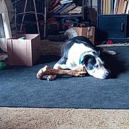 Sylvester is registered to the contest to win money with this photo: dog, black_and_white, bone, carpet, box, books, furniture, indoor, pet, lying_down, collar, resting, clutter, cabinet, floor, household_items, stuffed_toy, relaxed, room, domestic