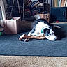 black_and_white, bone, books, box, cabinet, carpet, clutter, collar, dog, domestic, floor, furniture, household_items, indoor, lying_down, pet, relaxed, resting, room, stuffed_toy