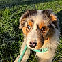 puppy, dog, grass, leash, heterochromia, blue_eye, brown_eye, outdoor, sunlight, fur, cute, pet, collar, nature, closeup, animal, portrait, young, lying_down, playful