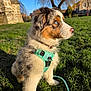 dog, puppy, australian_shepherd, blue_eyes, turquoise_harness, grass, outdoor, sunlight, greenery, building, stone_wall, tree, leash, pet, animal, cute, fluffy, side_view, nature, daytime