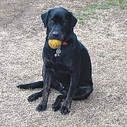 Chase joined the competition — help win amazing prizes! dog, black_dog, ball, outdoor, grass, pet, animal, sitting, collar, playful, canine, fetch, tongue_hidden, looking_at_camera, daylight, nature, mammal, obedient, companionship, leisure