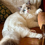 Noot Noot is registered to the contest to win money with this photo: armchair, blue_eyes, cat, closeup, cozy, curious, cushion, feline, fluffy, grey_fur, indoor, paw, pet, portrait, relaxed, resting, soft_lighting, texture, vintage, white_fur