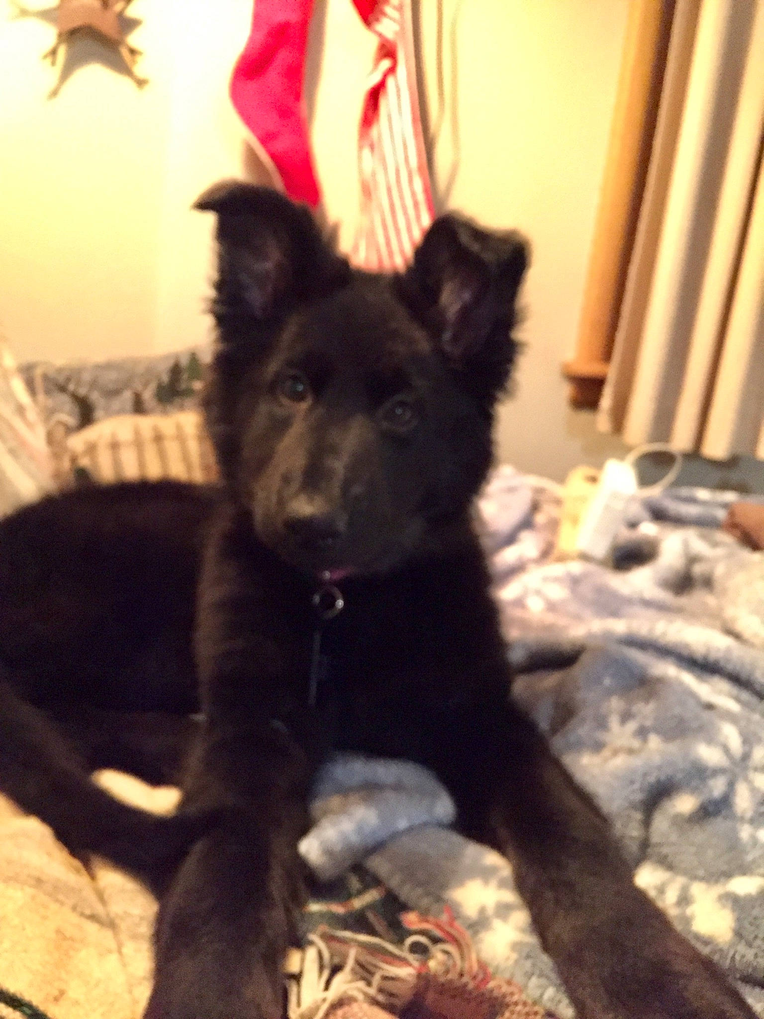 Sapa is registered to the contest to win money with this photo: black_norwegian_elkhound, canis, carnivore, companion_dog, dog, dog_breed, door, flag, fur, mudi, non_sporting_group, sporting_group, terrestrial_animal, working_animal, working_dog