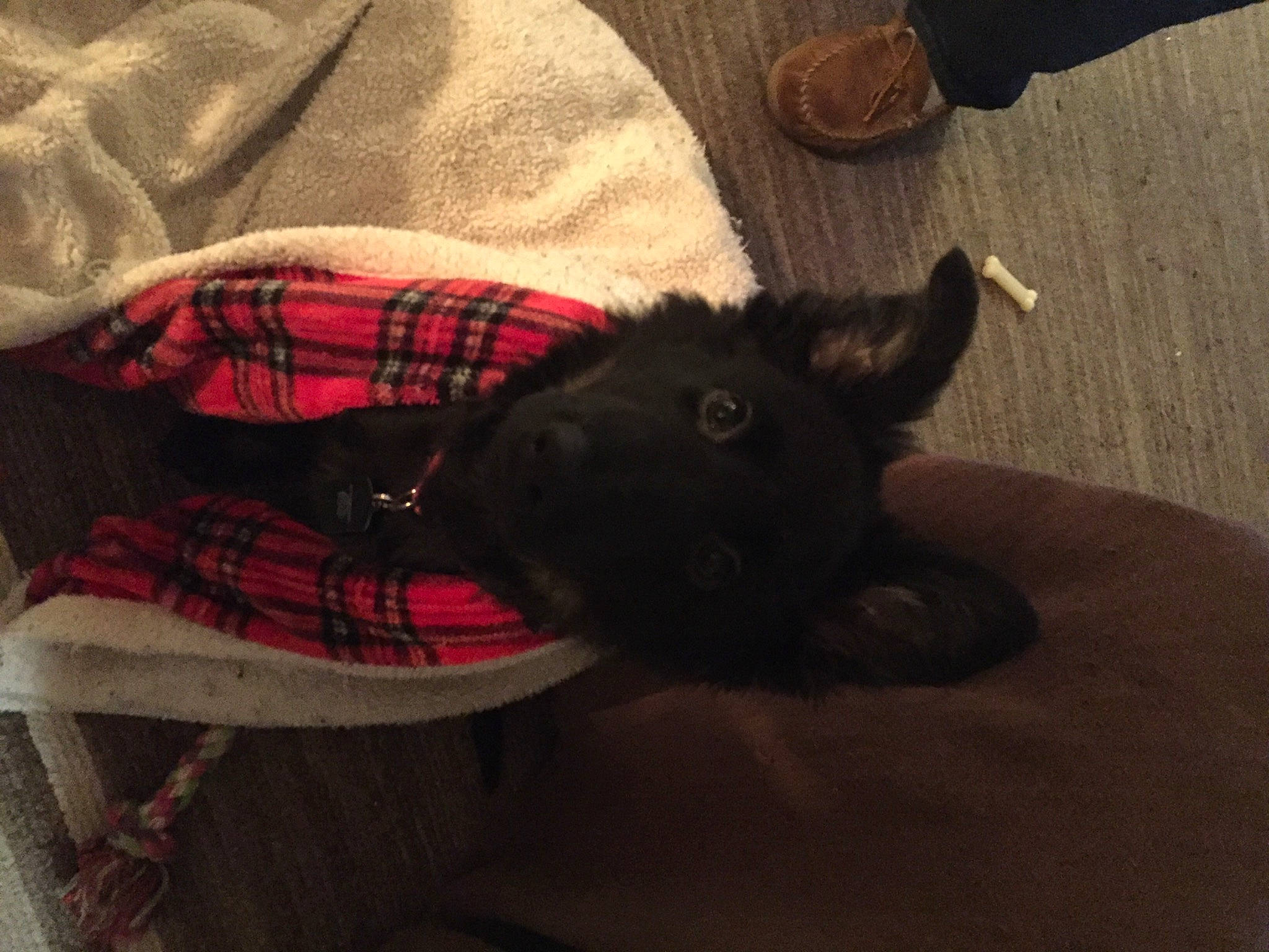 Sapa joined the competition — help win amazing prizes! canidae, carmine, carnivore, collar, comfort, companion_dog, dog, dog_breed, dog_supply, fawn, fur, liver, pattern, pet_supply, plaid, snout, sporting_group, tail, tartan, working_animal