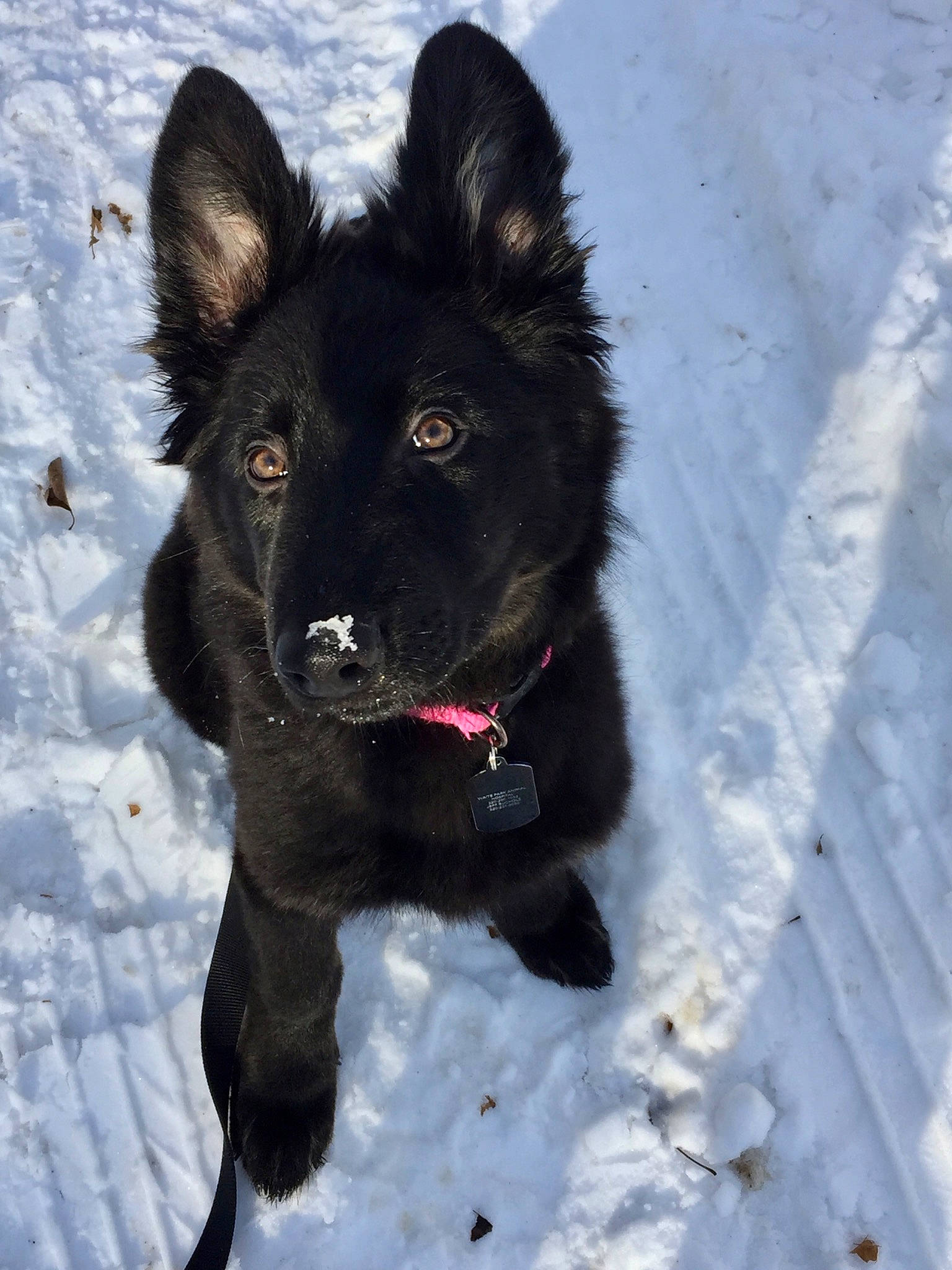 Sapa is registered to the contest to win money with this photo: black_norwegian_elkhound, canidae, carnivore, companion_dog, dog, dog_breed, dog_supply, freezing, fur, non_sporting_group, snout, snow, sporting_group, tail, winter, working_animal, working_dog