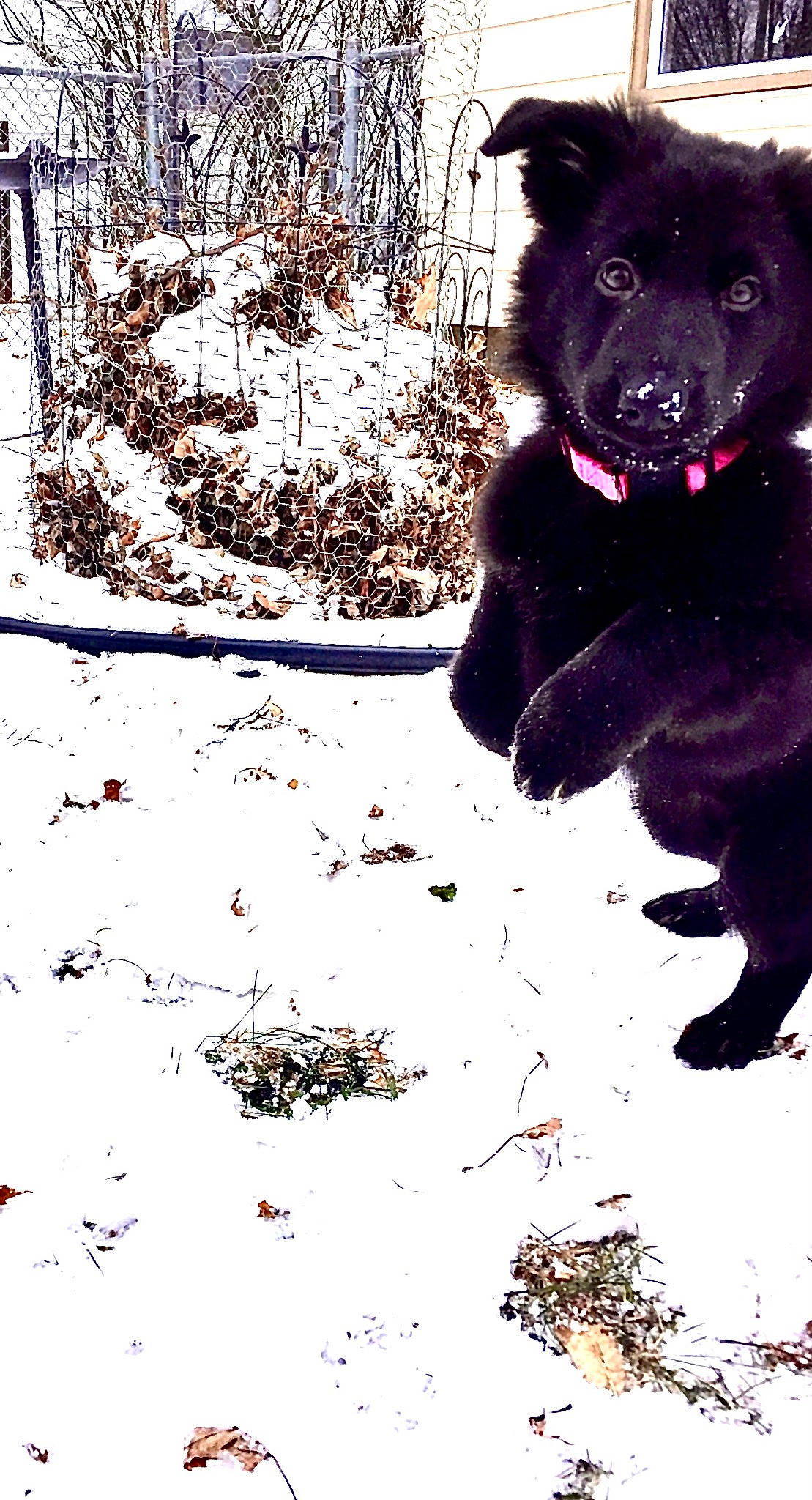 Sapa joined the competition — help win amazing prizes! art, canidae, carnivore, companion_dog, dog, dog_breed, freezing, fur, magenta, people_in_nature, plant, precipitation, snout, snow, sporting_group, terrestrial_animal, tints_and_shades, winter, working_animal, working_dog